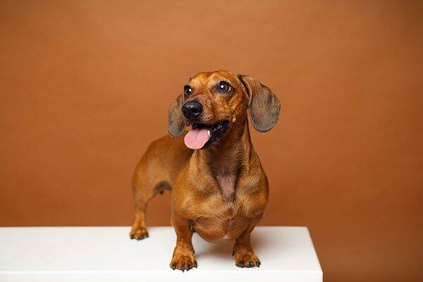 Animal Shooting Fotostudio