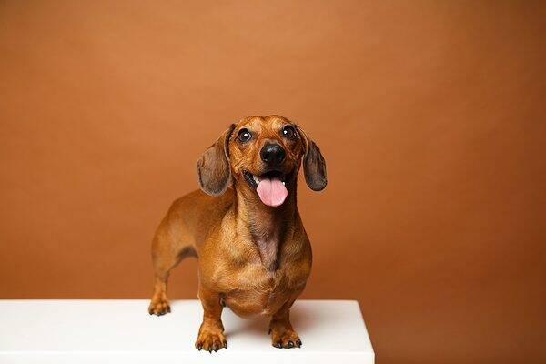 Animal Shooting Fotostudio