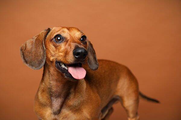 Animal Shooting Fotostudio