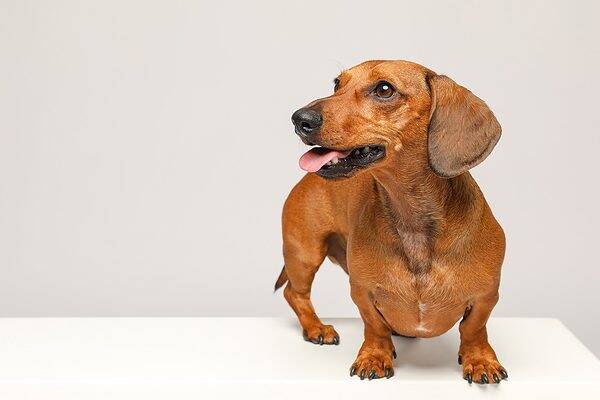Animal Shooting Fotostudio