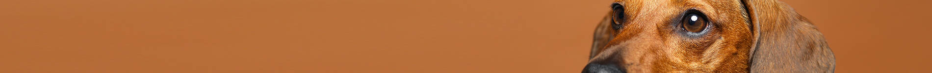  banner300px 1