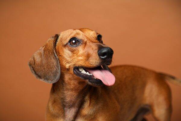 Animal Shooting Fotostudio